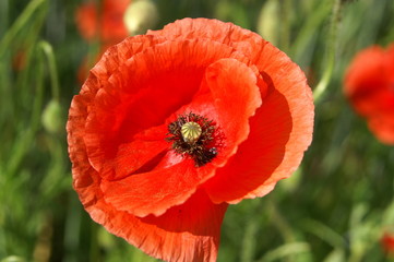 Mohnblüte