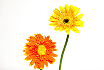 野菊花