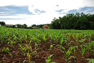 campo di mais