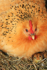 Poule rousse couchée avec son poussin © Alexine