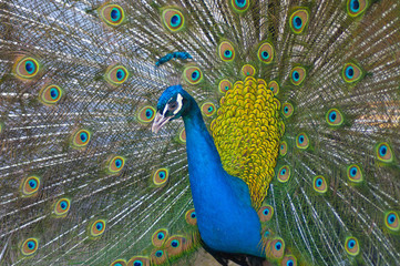 Fototapeta premium Peacock