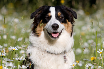 australian shepherd