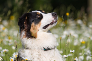 australian shepherd