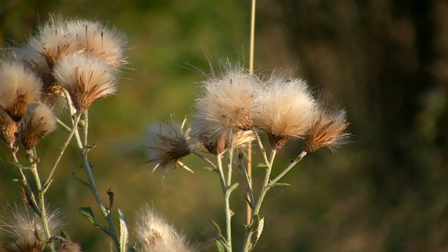 Agrimony