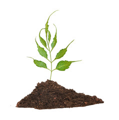 Tree seedling growing from soil