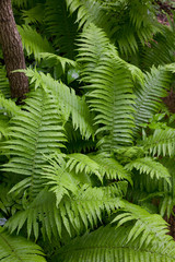 Floral background with Common Lady Fern