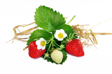 Erdbeeren
