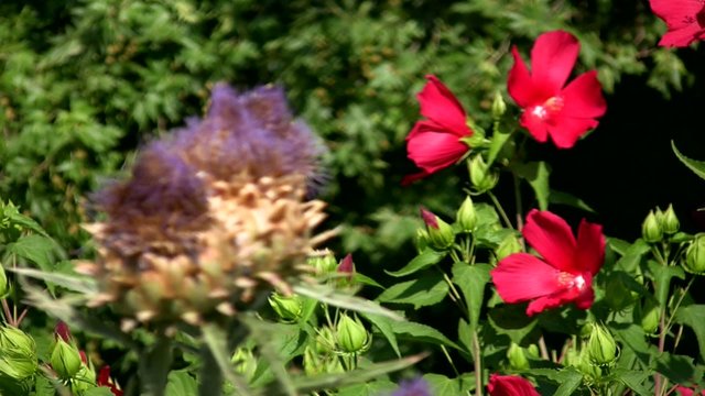 Agrimony and flower cosmos