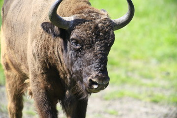 wisent