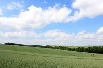 corn field and cloudy blue sky