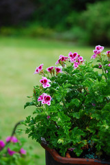 Fototapeta premium geranium