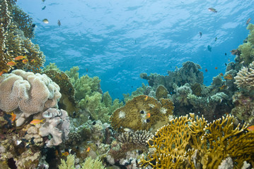 A colorful  and vibrant tropical reef scene.