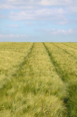 Fototapeta premium Gerstenfeld - Barley