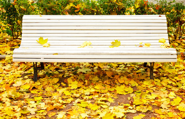 White bench in autumn park
