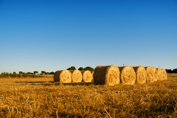 Campo con balle di fieno
