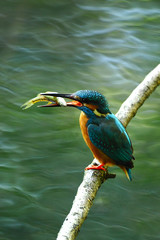 カワセミの食事