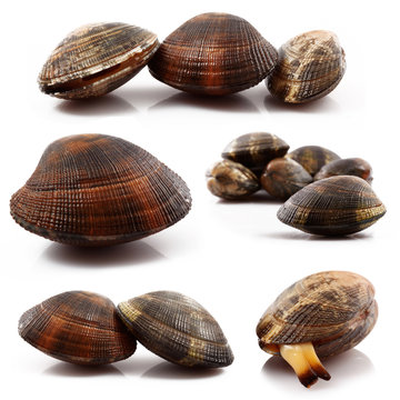 vongole veraci