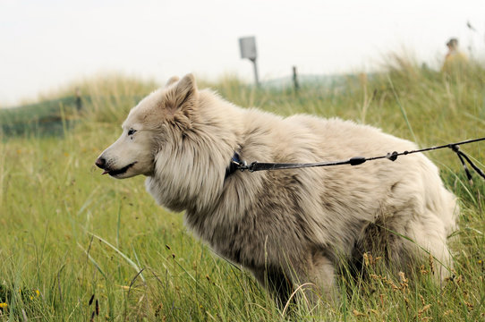 Wolfshund