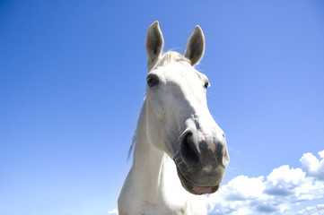 White horse.