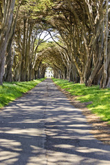Monterey cypress tree tunnel