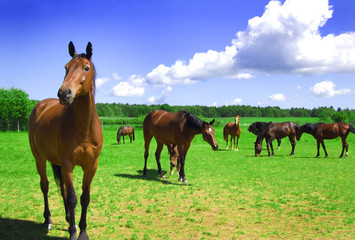 Fototapeta na wymiar A herd of horses.