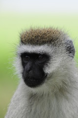 Vervet monkey (Cercopithecus aethiops) at lake Nakuru, Kenya