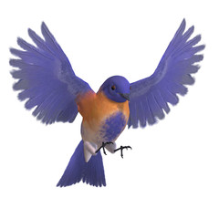 Bird Male Western Bluebird. 3D rendering with clipping path and