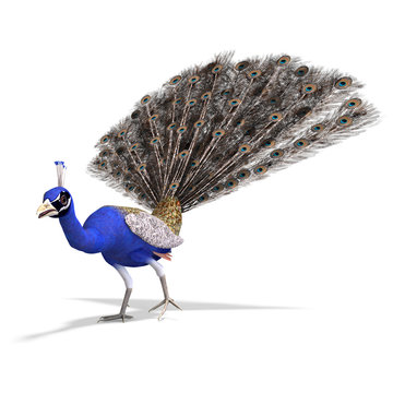 gorgeous male peacock. 3D rendering with clipping path and shado