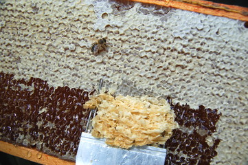 Odsklepiana ramka pszczela