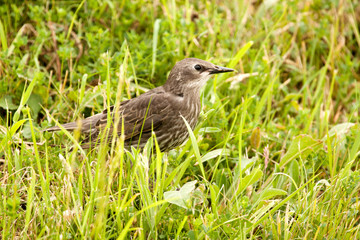 young starling looking up from scavenging