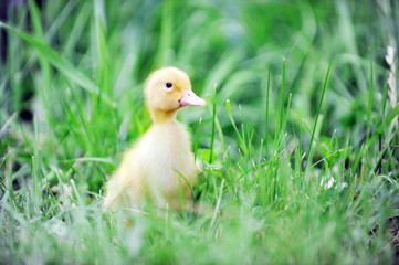 duckling on green grass