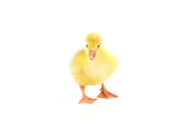 yellow fluffy duckling