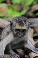 Vervet monkey (Cercopithecus aethiops) at lake Nakuru, Kenya