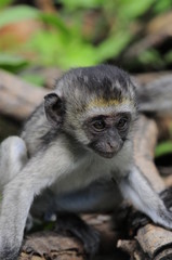 Vervet monkey (Cercopithecus aethiops) at lake Nakuru, Kenya