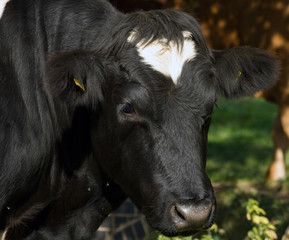 Cow