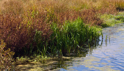 Waters Edge