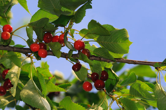 cherrytree