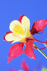 Aquilegia on a blue background