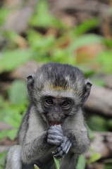 Vervet monkey (Cercopithecus aethiops) at lake Nakuru, Kenya