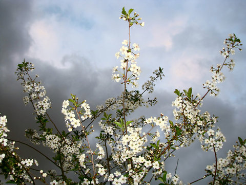 cherry-tree