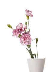 pink carnations