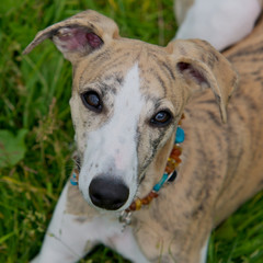 Whippet mit Blickkontakt