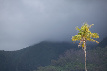 Obraz na płótnie Canvas Palm w górach Mooree, Polinezja Francuska