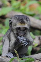 Vervet monkey (Cercopithecus aethiops) at lake Nakuru, Kenya