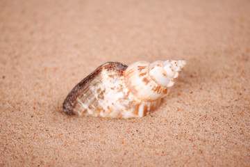 shell in  the sand