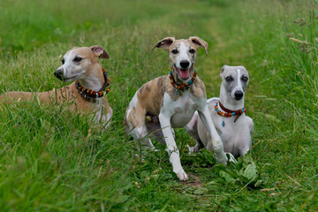Fototapeta premium Drei Whippet´s auf der Wiese