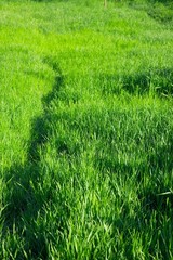 Grass