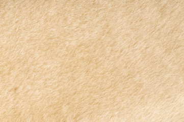 sheep fur texture close-up