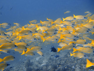 School of Bluestripe Seaperch