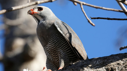 Osprey with prey on a tree